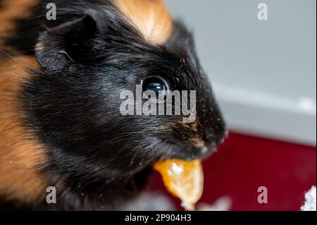 Guinea pig using front incisors to eat a tasty treat of an orange in held by hand.  Stock Photo