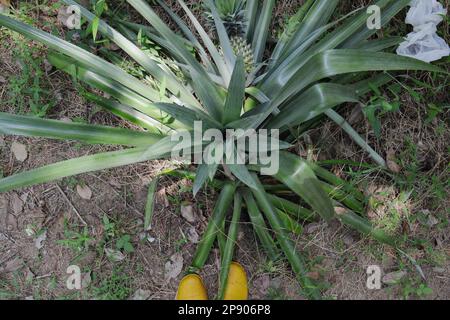 Overhead view of a Pineapple plant bearing a ripening fruit in a plantation. Gum boots and removed fruit cover in background Stock Photo