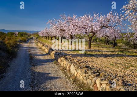 Almond blossom fields in a spring sunset near Tivissa (Ribera d'Ebre, Tarragona, Catalonia, Spain) ESP: Campos de almendros en flor en Tivissa, España Stock Photo