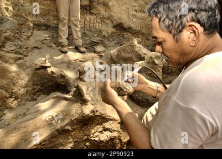 Fachroel Aziz, a research professor in vertebrate paleontology, is photographed at the excavation site of Elephas hysudrindicus—an extinct elephant species lived during the Pleistocene epoch, which is later known as 'Blora elephant'—in Sunggun, Mendalem, Kradenan, Blora, Central Java, Indonesia. Stock Photo