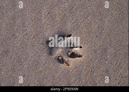 Single dog paw print in the sand on a beach in Ireland Stock Photo