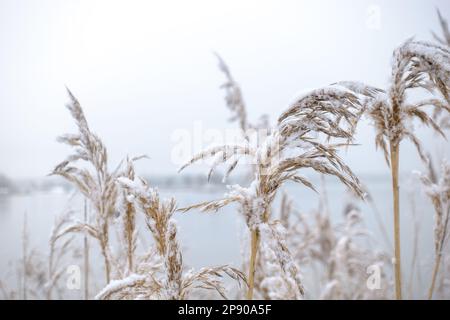 Reeds covered in snow in winter against bright white background Stock Photo