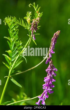 Fragile purple flowers background. Woolly or Fodder Vetch, Vicia villos, blossom in spring garden. Stock Photo