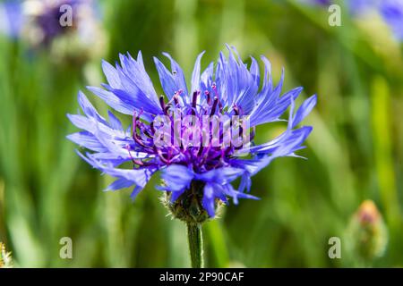 Cornflower, Centaurea cyanus, Asteraceae. Cornflower Herb or bachelor button flower in garden. Stock Photo