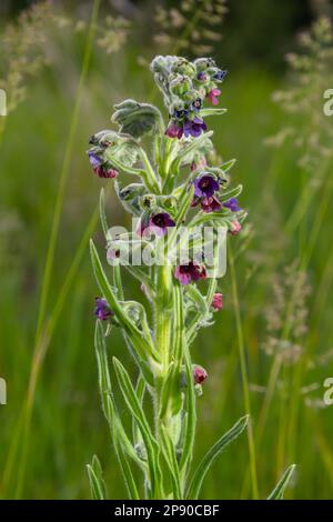 Blurred Houndstongue or dog's tongue, Cynoglossum officinale, flowering in meadow. Reddish-purple blue wildflowers in the wind. Macro. Selective focus Stock Photo