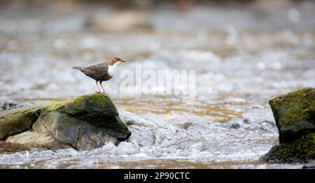 The white throated dipper Cinclus cinclus sitting on a stone and looking for food in winter, the best photo. Stock Photo