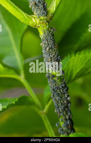 Branch of fruit tree with wrinkled leaves affected by black aphid. Cherry aphids, black fly on cherry tree, severe damage from garden pests. Stock Photo