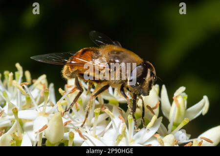 Closeup on a common drone fly, Eristalis tenax, feeding on white blackthorn flowers , prunus spinosa. Stock Photo
