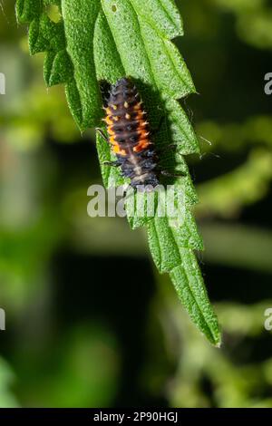 Ladybug insect larva or pupa Coccinellidae closeup. Pupal stage feeding on green vegetation closeup. Stock Photo