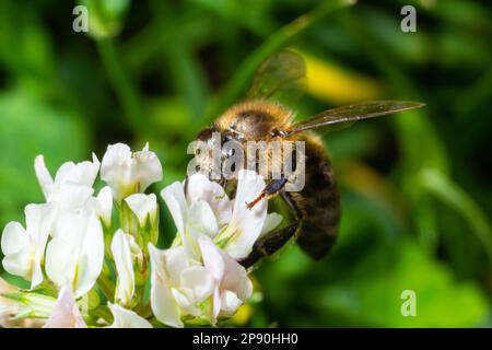 bee or honeybee on white clover flower, honey bee is in latin apis mellifera, springtime view. Stock Photo