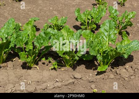 Agricultural scenery of of sweet sugar beet field. Sugar beets are young. Sugar beet field. Stock Photo