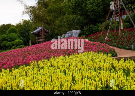 Field of snapdragon flowers planted in the garden Stock Photo