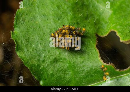 Baby orb weaver spiders, spiderlings, in nest, Yellow and black, macro. Stock Photo