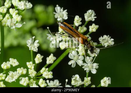 A male swollen thighed flower beetle, Oedemera nobilis, seen on an ox-eye daisy flower.