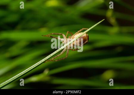 Adult Male Running Crab Spider of the Family Philodromidae. Stock Photo