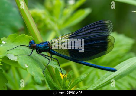 Banded demoiselle, Calopteryx splendens, sitting on a blade of grass. Beautiful blue demoiselle in its habitat. Insect portrait with soft green backgr Stock Photo