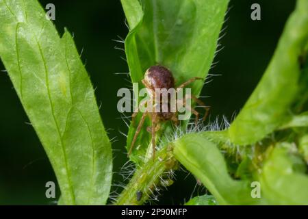 Adult Male Running Crab Spider of the Family Philodromidae. Stock Photo