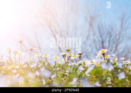 fresh daisies in the field at sunset Stock Photo