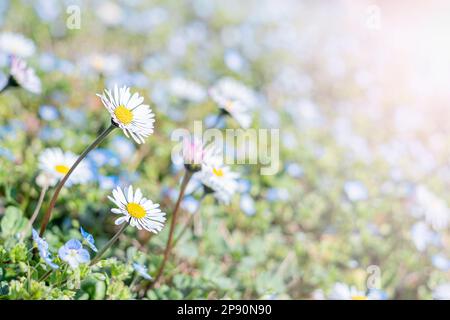 fresh daisies in the field at sunset Stock Photo