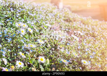 fresh daisies in the field at sunset Stock Photo