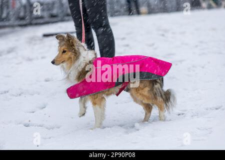 Working and pastoral breeds hot sale crufts