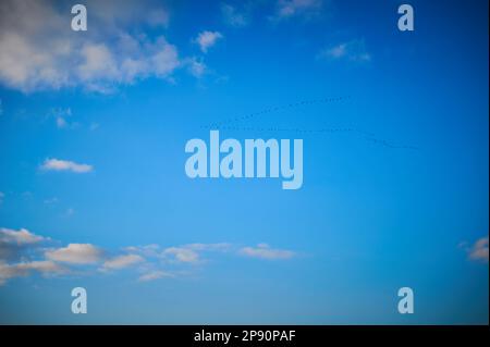 Clouds against the blue sky. Stock Photo