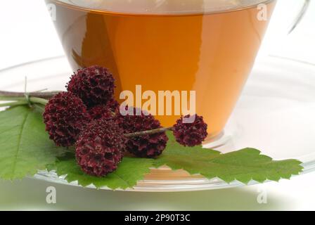 Tee aus Großer Wiesenknopf, Heilpflanze, medizinische Verwendung, einheimische Wildpflanze, Heiltee, Kräutertee, Sanguisorba officinalis Stock Photo