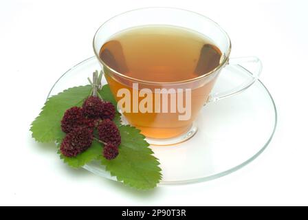 Tee aus Großer Wiesenknopf, Heilpflanze, medizinische Verwendung, einheimische Wildpflanze, Heiltee, Kräutertee, Sanguisorba officinalis Stock Photo