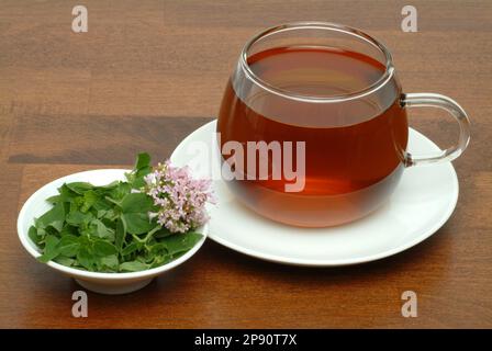 Tee aus Dost, Oregano, wilder Majoran, Heilpflanze, Heiltee, Kräutertee, Dosttee, Oreganotee, Origanum vulgare Stock Photo