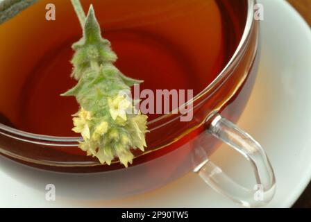 Tee aus griechischer Bergtee, Kräutertee, Heiltee, medizinische Verwendung, Tasse Tee mit frischem Zweig , Sideritis syriaca Stock Photo