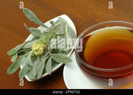 Tee aus griechischer Bergtee, Kräutertee, Heiltee, medizinische Verwendung, Tasse Tee mit frischem Zweig , Sideritis syriaca Stock Photo