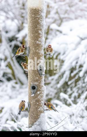 West Yorkshire, England, 10/03/2023, UK weather and wildlife - Goldfinches (Carduelis carduelis) flock to a bird feeder in a garden in Burley-in-Wharfedale this morning in heavy snow.  West Yorkshire, England, UK.  Credit: Rebecca Cole/Alamy Live News Stock Photo