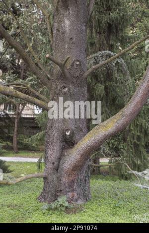 Cedar tree Stock Photo