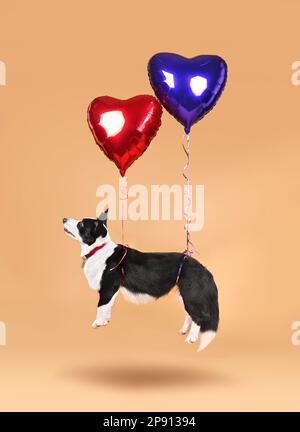 Welsh Corgi Cardigan flying with heart shape balloons on yellow background. Holiday concept. Stock Photo