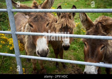 Donkeys behind a metal fence in Galway Stock Photo