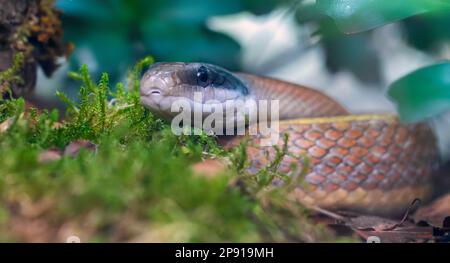 Close-up view of a Beauty rat snake (Elaphe taeniura) Stock Photo