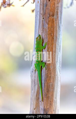 Phelsuma grandis, endemic diurnal arboreal species of day gecko, part of the Phelsuma lizards group. Antsiranana, Madagascar wildlife animal Stock Photo