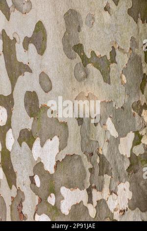 close up of pattern of plane tree bark Stock Photo