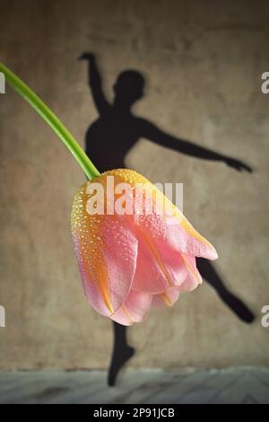 Abstract Shadow Ballerina Dancing Wearing Skirt from Tulip Flower Stock Photo Alamy