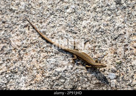 common wall lizard basking in sunshine on a stone wall full length Stock Photo
