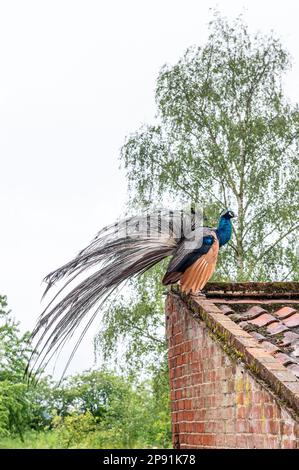 Peacock on outhouse in grounds of 16th century Tudor farmhouse, Suffolk, UK. Stock Photo