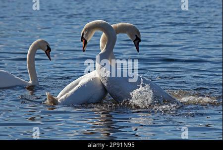 Swan Mating Rituals A pair of mute swans demonstrating their mating ritual Stock Photo - Alamy
