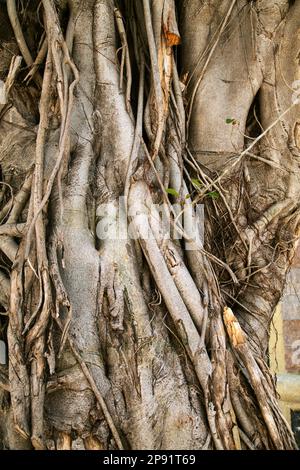 Banyan trees trunks with hanging roots close-up. Old trees tangled roots textured background Stock Photo