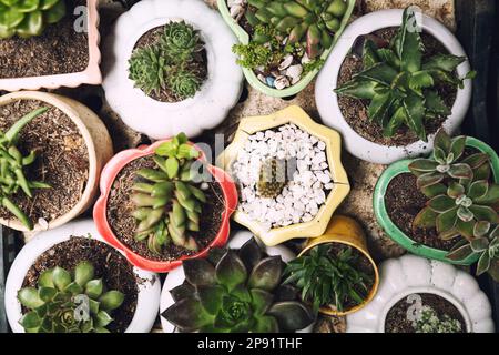 Cute little potted succulents top view background. Many small home plants in pots from above. Plenty of various succulent houseplants in an indoor gar Stock Photo