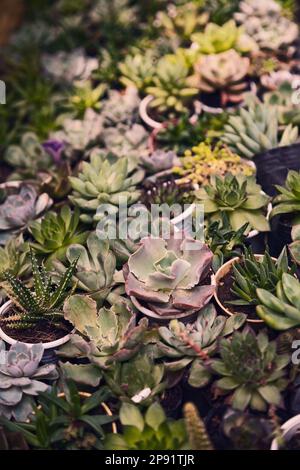 Many little potted succulent home plants. Various small green houseplants in pots background. Cute indoor garden close-up Stock Photo