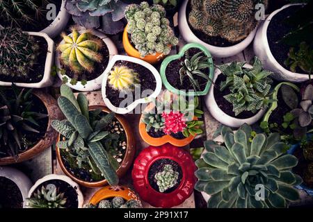 Cute little potted cacti top view background. Many small cactus plants in pots from above. Plenty of various succulent houseplants at an indoor garden Stock Photo