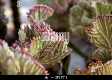 Many Euphorbia Lactea Cristata plants in a garden. Beautiful Coral Cactus shrub outdoors background Stock Photo