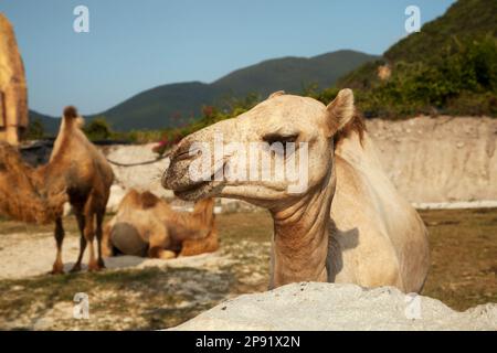Dromedary camel head close-up portrait. Group of Bactrian and Dromedary camels species in the nature Stock Photo