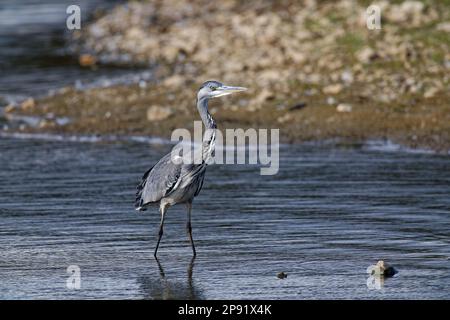 Grey heron stalking prey, Rye Mead, UK Stock Photo