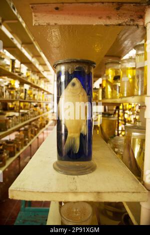 Beautiful dead fish specimen preserved wet in a jar of formalin. Jarred animal in a scientific collection of biological samples Stock Photo